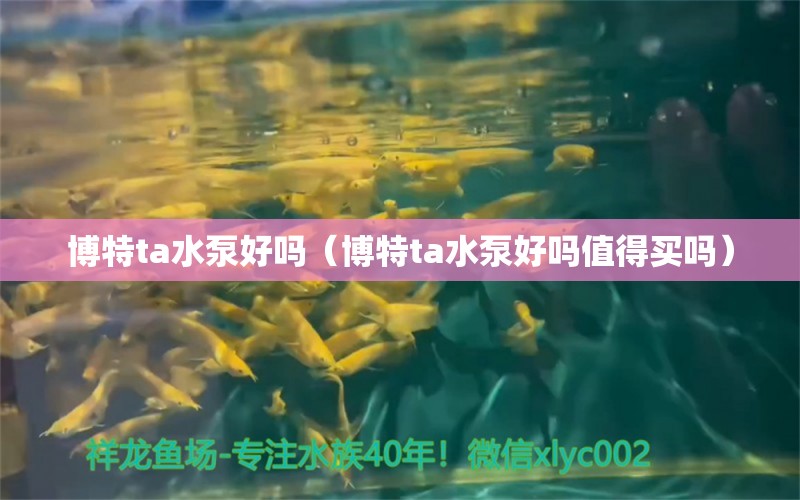 博特ta水泵好嗎（博特ta水泵好嗎值得買嗎）