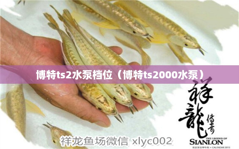 博特ts2水泵檔位（博特ts2000水泵）