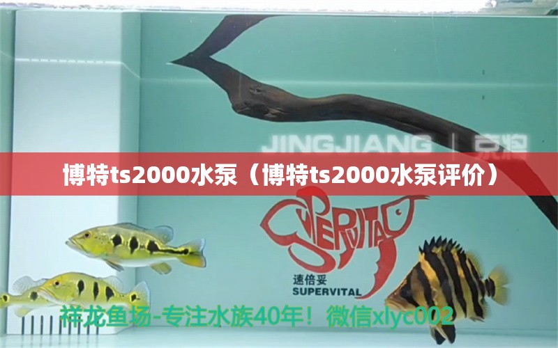 博特ts2000水泵（博特ts2000水泵評價）