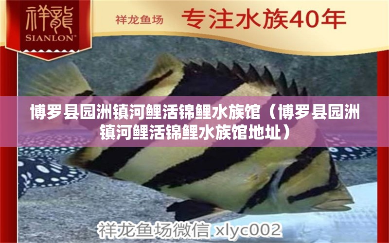 博羅縣園洲鎮(zhèn)河鯉活錦鯉水族館（博羅縣園洲鎮(zhèn)河鯉活錦鯉水族館地址） 全國(guó)水族館企業(yè)名錄