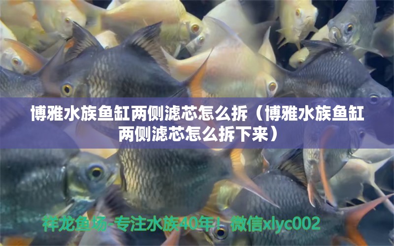 博雅水族魚缸兩側(cè)濾芯怎么拆（博雅水族魚缸兩側(cè)濾芯怎么拆下來） 祥龍水族醫(yī)院