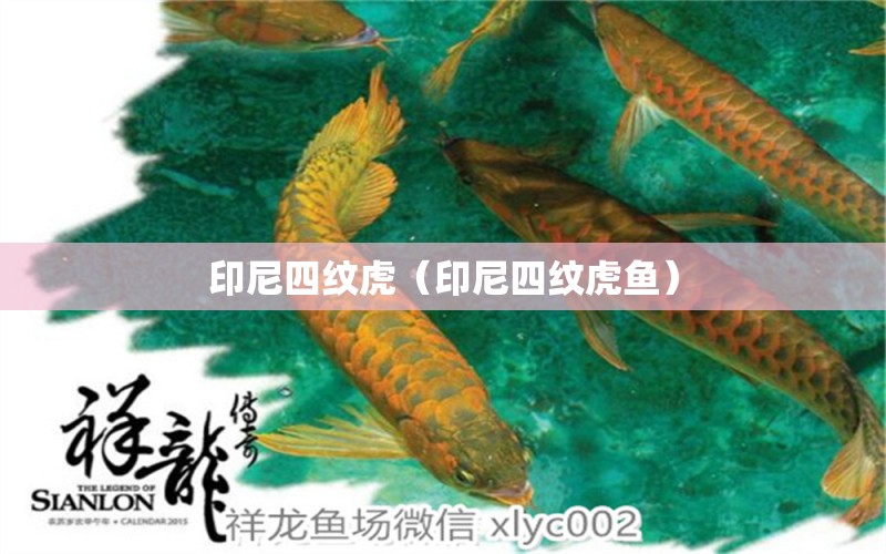 印尼四紋虎（印尼四紋虎魚）