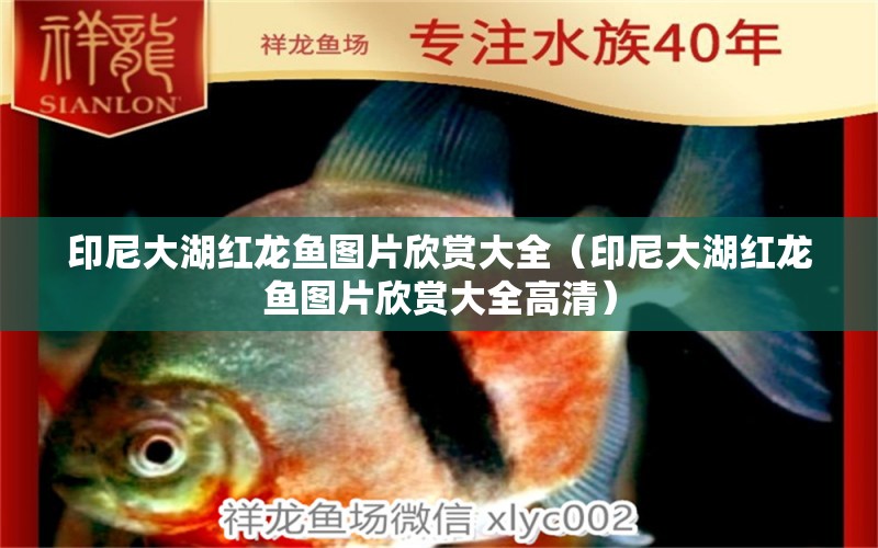 印尼大湖紅龍魚圖片欣賞大全（印尼大湖紅龍魚圖片欣賞大全高清）