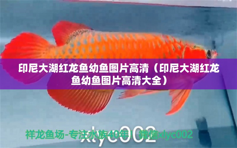 印尼大湖紅龍魚幼魚圖片高清（印尼大湖紅龍魚幼魚圖片高清大全）