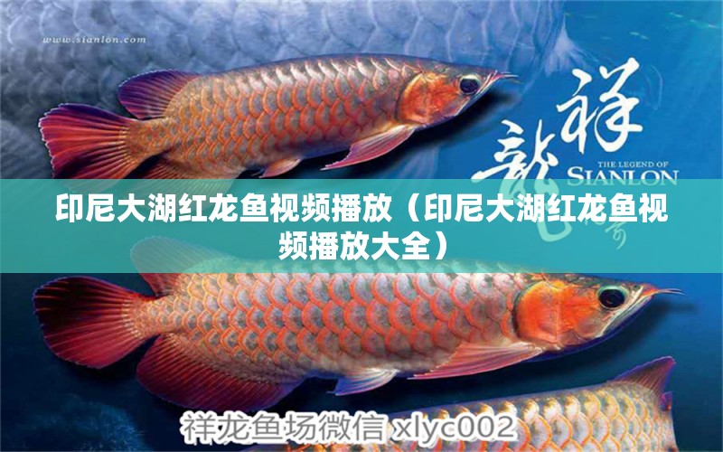 印尼大湖紅龍魚視頻播放（印尼大湖紅龍魚視頻播放大全）