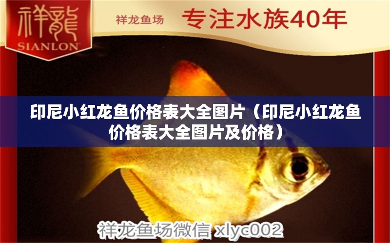 印尼小紅龍魚價格表大全圖片（印尼小紅龍魚價格表大全圖片及價格） 印尼小紅龍