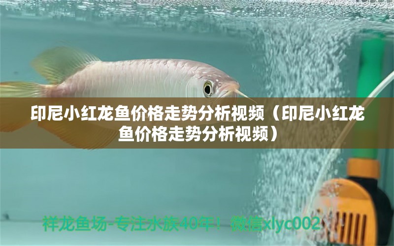 印尼小紅龍魚價格走勢分析視頻（印尼小紅龍魚價格走勢分析視頻） 造景/裝飾