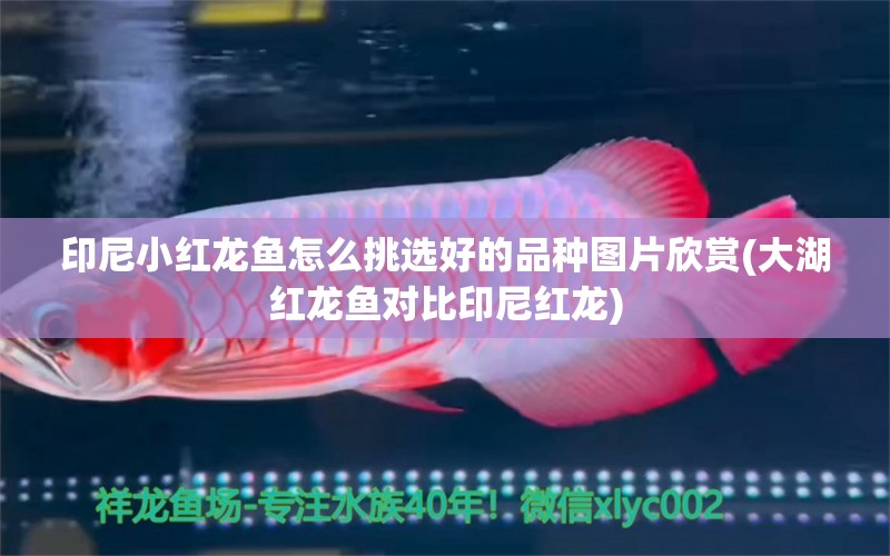 印尼小紅龍魚怎么挑選好的品種圖片欣賞(大湖紅龍魚對比印尼紅龍)