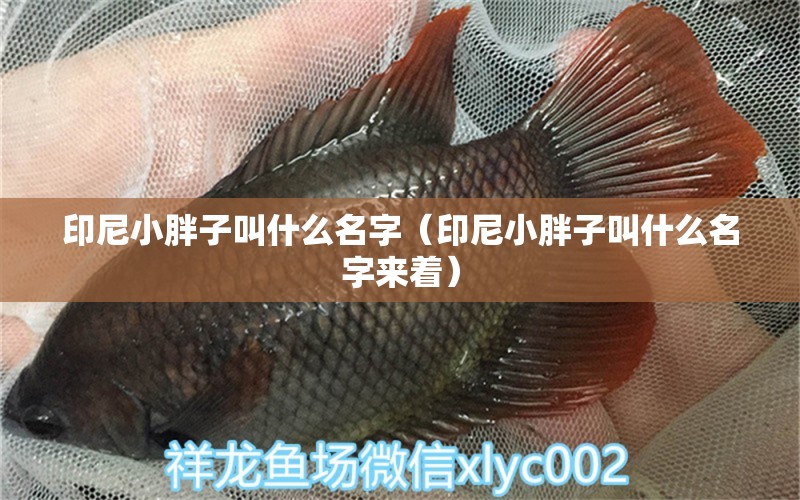 印尼小胖子叫什么名字（印尼小胖子叫什么名字來著） 黑桃A魚