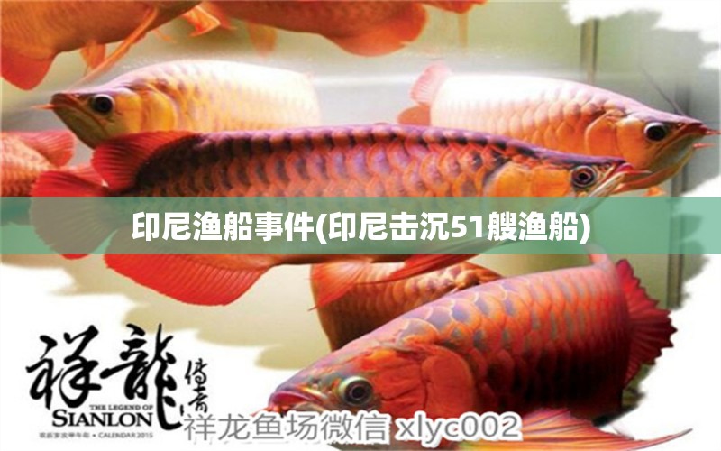 印尼漁船事件(印尼擊沉51艘漁船) 夢幻雷龍魚