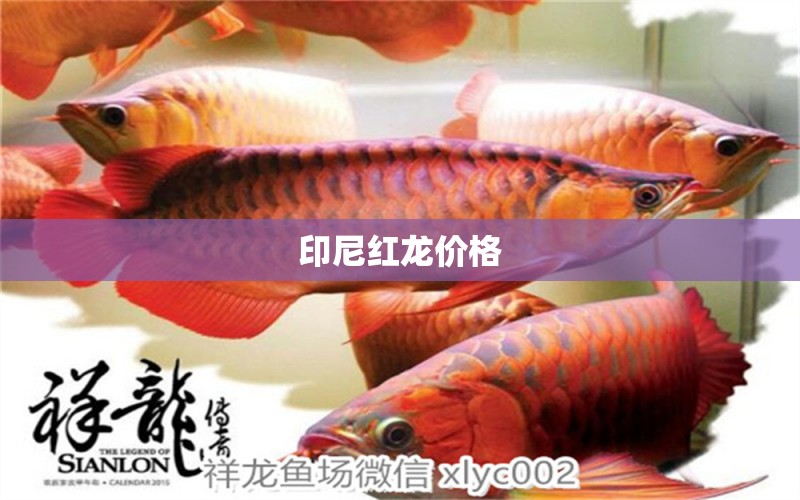 印尼紅龍價格 祥龍魚場