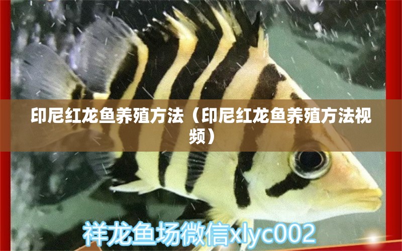 印尼紅龍魚養(yǎng)殖方法（印尼紅龍魚養(yǎng)殖方法視頻）