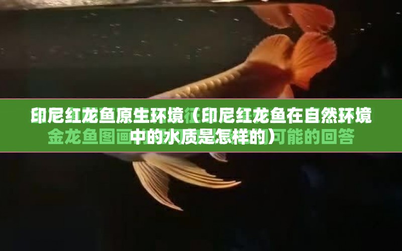 印尼紅龍魚原生環(huán)境（印尼紅龍魚在自然環(huán)境中的水質(zhì)是怎樣的） 水族問答 第1張