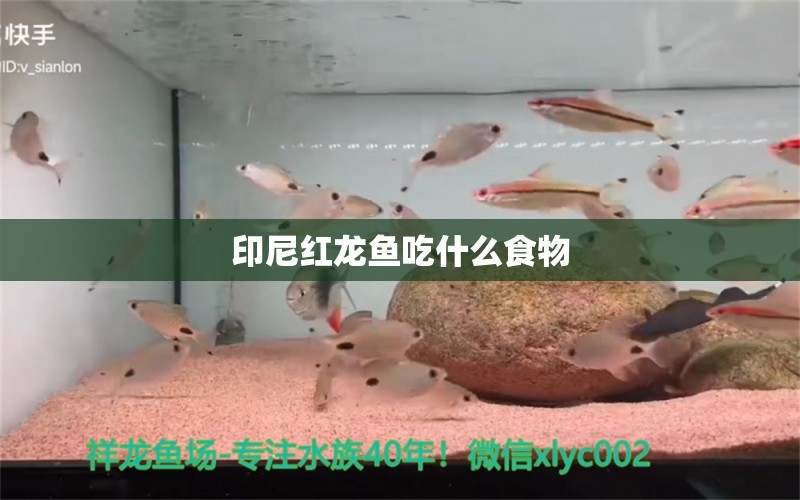 印尼紅龍魚吃什么食物