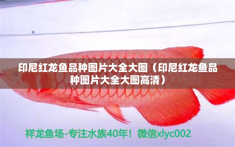 印尼紅龍魚品種圖片大全大圖（印尼紅龍魚品種圖片大全大圖高清） 印尼紅龍魚