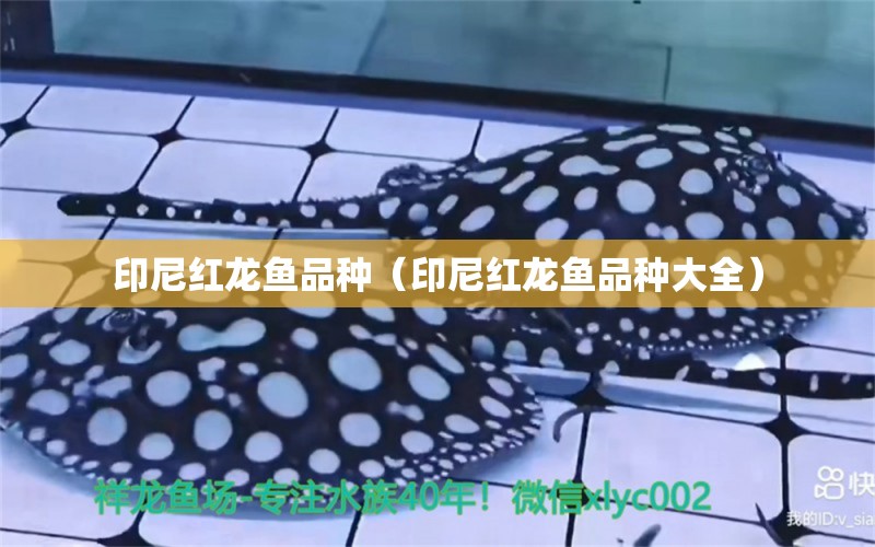 印尼紅龍魚品種（印尼紅龍魚品種大全） 印尼紅龍魚