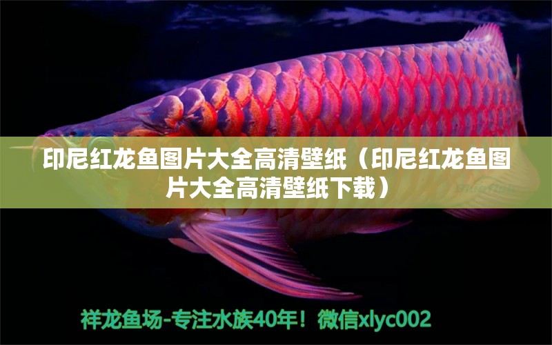 印尼紅龍魚圖片大全高清壁紙（印尼紅龍魚圖片大全高清壁紙下載） 印尼紅龍魚