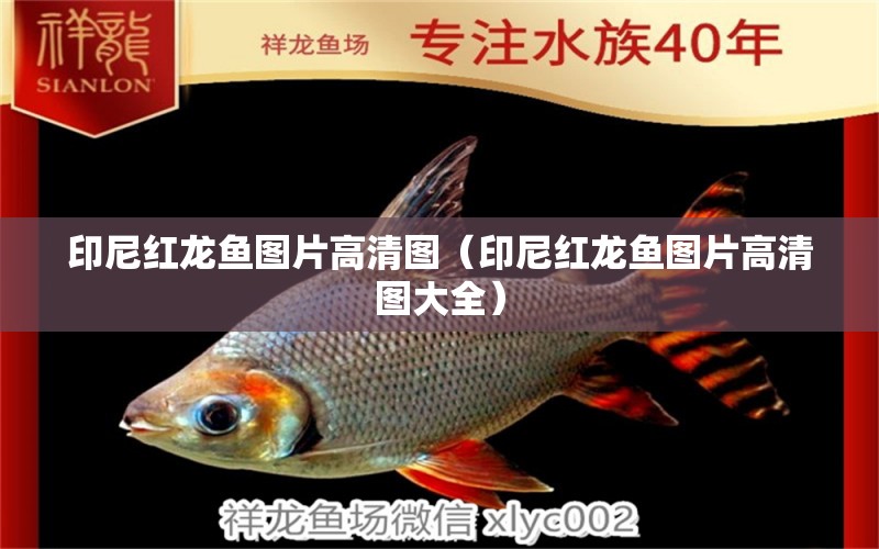 印尼紅龍魚圖片高清圖（印尼紅龍魚圖片高清圖大全）