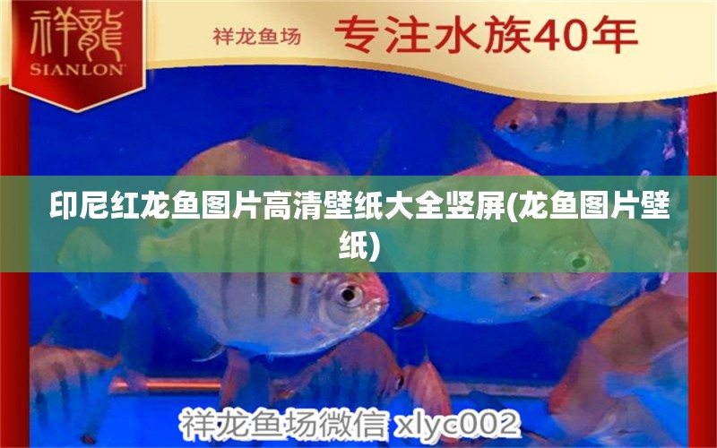 印尼紅龍魚圖片高清壁紙大全豎屏(龍魚圖片壁紙) 印尼紅龍魚