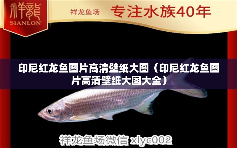 印尼紅龍魚圖片高清壁紙大圖（印尼紅龍魚圖片高清壁紙大圖大全） 印尼紅龍魚