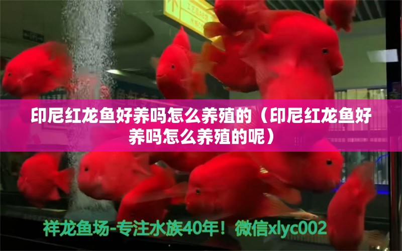 印尼紅龍魚好養(yǎng)嗎怎么養(yǎng)殖的（印尼紅龍魚好養(yǎng)嗎怎么養(yǎng)殖的呢） 印尼紅龍魚