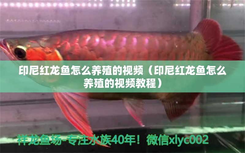 印尼紅龍魚怎么養(yǎng)殖的視頻（印尼紅龍魚怎么養(yǎng)殖的視頻教程）