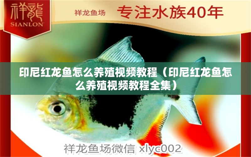 印尼紅龍魚怎么養(yǎng)殖視頻教程（印尼紅龍魚怎么養(yǎng)殖視頻教程全集）