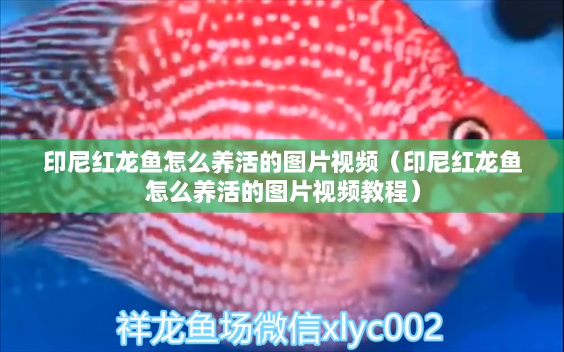 印尼紅龍魚怎么養(yǎng)活的圖片視頻（印尼紅龍魚怎么養(yǎng)活的圖片視頻教程）