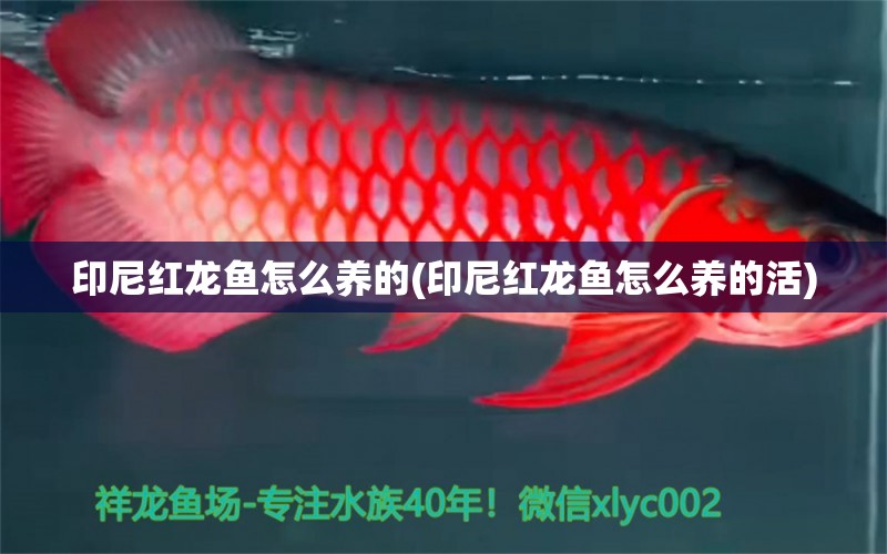 印尼紅龍魚怎么養(yǎng)的(印尼紅龍魚怎么養(yǎng)的活) 印尼紅龍魚