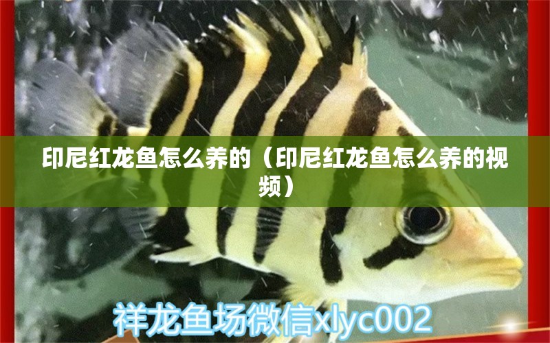 印尼紅龍魚怎么養(yǎng)的（印尼紅龍魚怎么養(yǎng)的視頻） 印尼紅龍魚