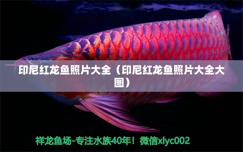 印尼紅龍魚照片大全（印尼紅龍魚照片大全大圖） 印尼紅龍魚