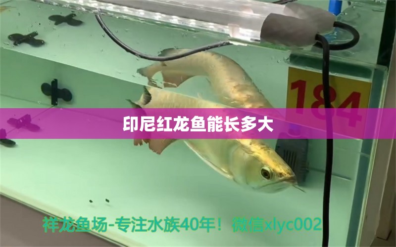 印尼紅龍魚(yú)能長(zhǎng)多大