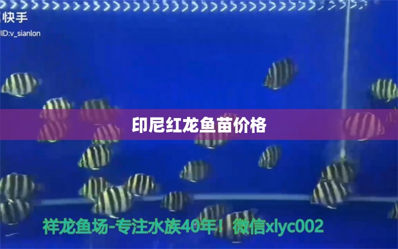 印尼紅龍魚苗價格