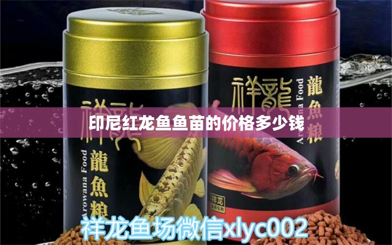 印尼紅龍魚(yú)魚(yú)苗的價(jià)格多少錢(qián)