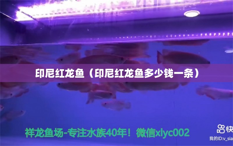 印尼紅龍魚（印尼紅龍魚多少錢一條）