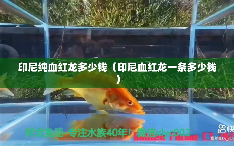 印尼純血紅龍多少錢（印尼血紅龍一條多少錢）