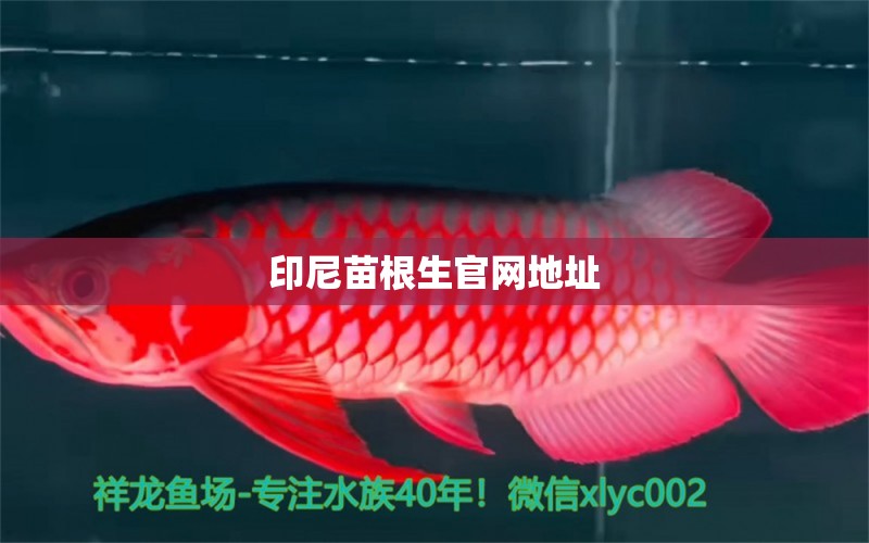 印尼苗根生官網(wǎng)地址 祥龍水族醫(yī)院