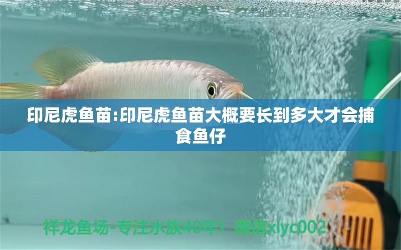 印尼虎魚苗:印尼虎魚苗大概要長到多大才會捕食魚仔 虎魚百科