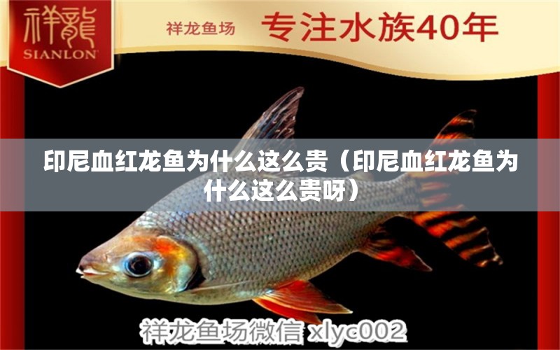 印尼血紅龍魚為什么這么貴（印尼血紅龍魚為什么這么貴呀） 印尼紅龍魚