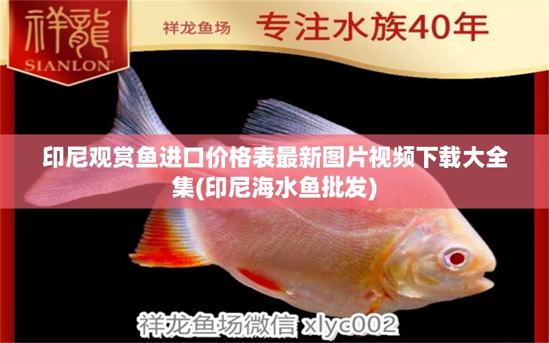 印尼觀賞魚(yú)進(jìn)口價(jià)格表最新圖片視頻下載大全集(印尼海水魚(yú)批發(fā)) 觀賞魚(yú)進(jìn)出口 第1張