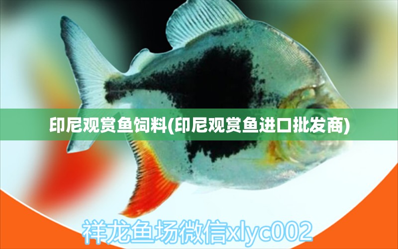 印尼觀賞魚飼料(印尼觀賞魚進口批發(fā)商) 觀賞魚進出口