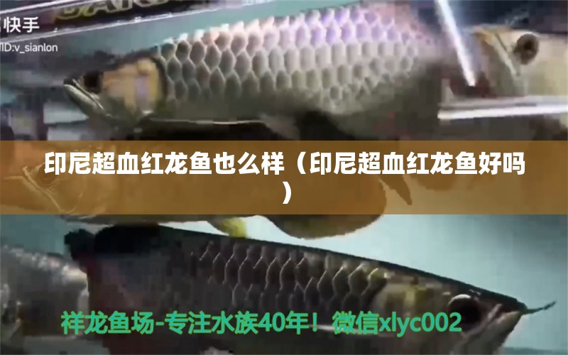 印尼超血紅龍魚也么樣（印尼超血紅龍魚好嗎）