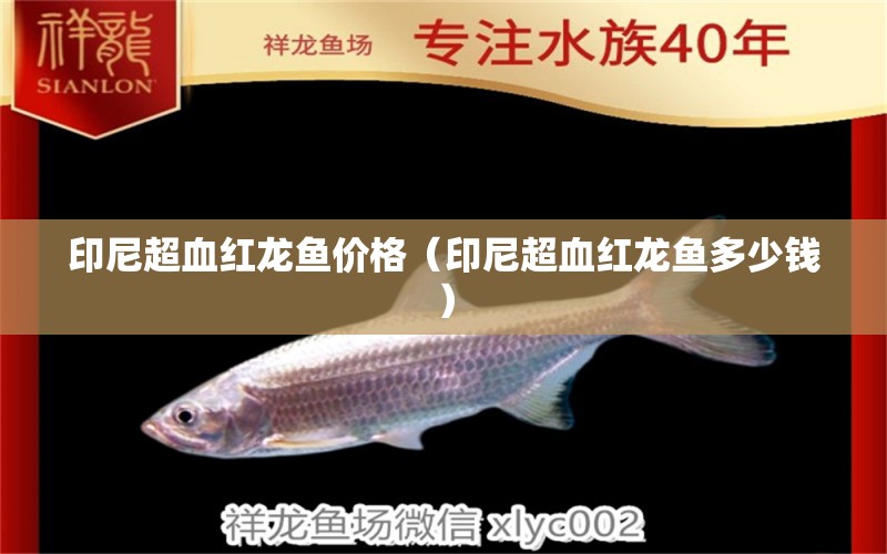 印尼超血紅龍魚價(jià)格（印尼超血紅龍魚多少錢） 超血紅龍魚