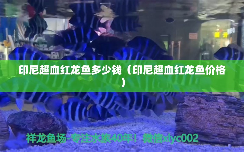 印尼超血紅龍魚多少錢（印尼超血紅龍魚價格）