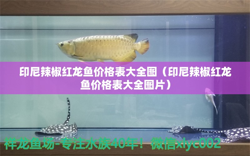 印尼辣椒紅龍魚價格表大全圖（印尼辣椒紅龍魚價格表大全圖片） 龍魚百科