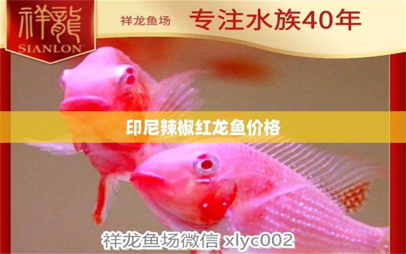 印尼辣椒紅龍魚價格 龍魚批發(fā)