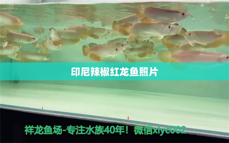 印尼辣椒紅龍魚照片