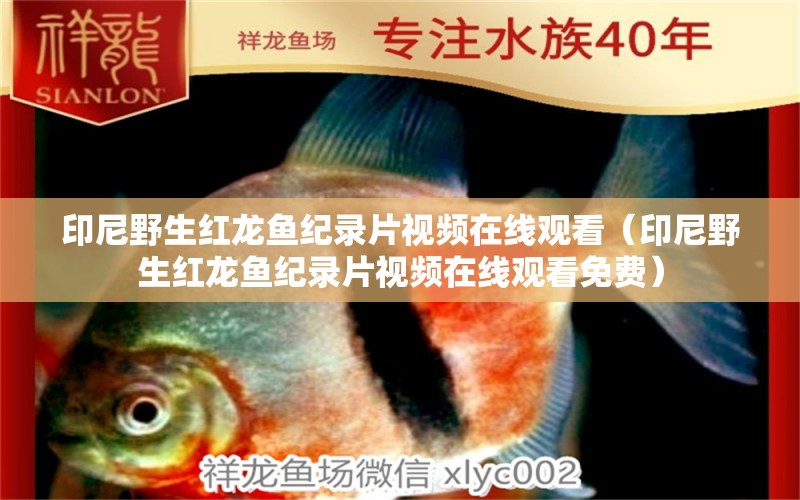 印尼野生紅龍魚(yú)紀(jì)錄片視頻在線觀看（印尼野生紅龍魚(yú)紀(jì)錄片視頻在線觀看免費(fèi)）