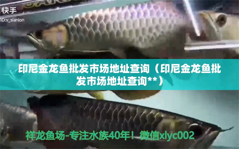 印尼金龍魚批發(fā)市場地址查詢（印尼金龍魚批發(fā)市場地址查詢**） 龍魚批發(fā)