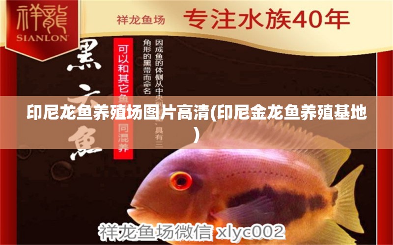 印尼龍魚養(yǎng)殖場圖片高清(印尼金龍魚養(yǎng)殖基地)